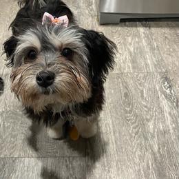 Havanese Puppies from HavToHavaHavi