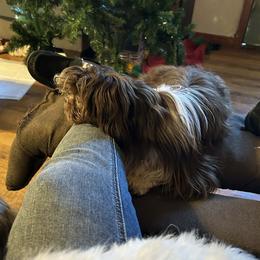 Rex - Shih Tzu