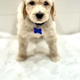 Goldendoodle Puppies from Dana Point Golden Doodles