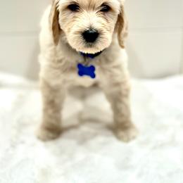 Goldendoodle Puppies from Dana Point Golden Doodles
