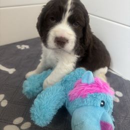 Pink girl - Liver and white female English Springer Spaniel puppy in Acton, Montana from Sparks Springer Spaniels