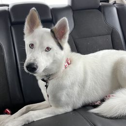 Nova - Siberian Husky