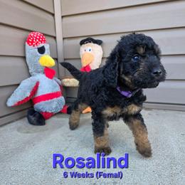 Rosalind - Black female Labradoodle puppy in Genoa City, Wisconsin from Sakura Pups