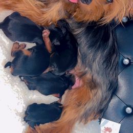 Goldendoodles and Yorkshire Terriers from Royal yorkies & pampered pups LLC