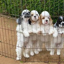 Cocker Spaniel Puppies from Bow-K's Cockers