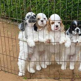 Cocker Spaniel Puppies from Bow-K's Cockers