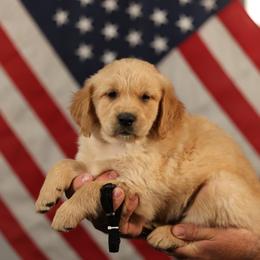 Pepper - Golden male Golden Retriever puppy in Payette, Idaho from Stonewick Retrievers
