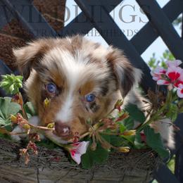 Cricket- Lime Green Collar- NBT - Red tri-color female Australian Shepherd puppy in Newport, Rhode Island from Wildlings Australian Shepherds