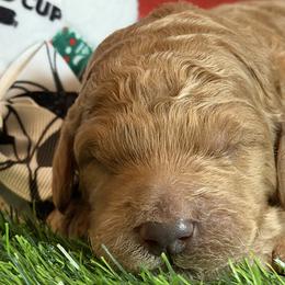 Girl 2 - female Goldendoodle puppy in Auburn, Indiana from Cooper’s Doodles