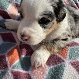 Miniature Australian Shepherd Puppies from R&R Mini Aussies
