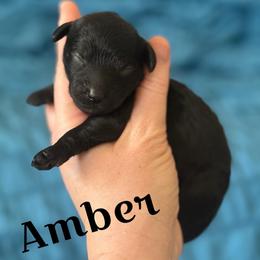 Amber - Black female Cavapoo puppy in Sun City, Arizona from AZ Cavapoos