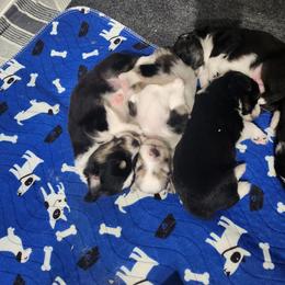 Miniature American Shepherd Puppies from Aussie Mama Sage