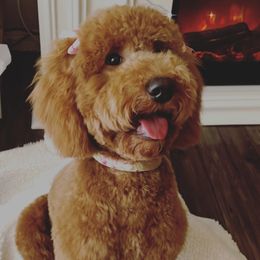 Doodle - Goldendoodle