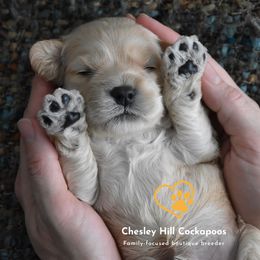 Cockapoo Puppies from Chesley Hill Cockapoos