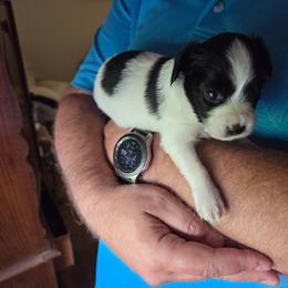 Zeb - White and black male Papillon puppy in Cedarville, Ohio from Happy Paps