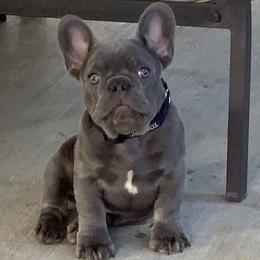 French Bulldogs from Finalstagebulldogs