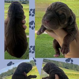 Jack o lantern - Chocolate male Great Dane puppy in Wellsville, New York from Prophecy Danes