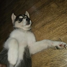 Siberian Husky Puppies from Jackson's Siberians