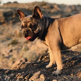 French Bulldogs from Triple F Frenchies