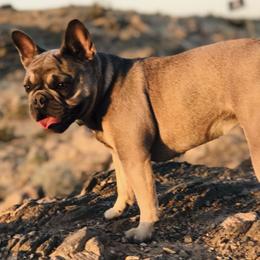 French Bulldogs from Triple F Frenchies