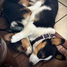 Pembroke Welsh Corgi Puppies from Diamond K Corgis