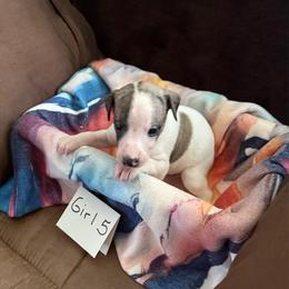 Girl 5 - White and fawn brindle female Whippet puppy in Williamsport, Pennsylvania from Willowisp Whippets