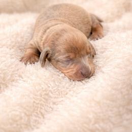 Dachshund Puppies from Down South Dachshunds