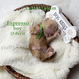 Espresso  GREEN COLLAR  Boy 3500 - Red  male Goldendoodle puppy in Corona, California from Fluffy Puppy Mini Doodles LLC