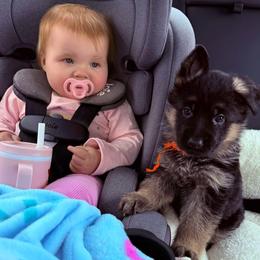 Orange collar Girl - Black and red female German Shepherd puppy in Wyoming, Michigan from Big Jones Kennels