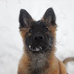 Belgian Tervuren Puppies from Chocorua Working Belgians