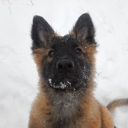 Belgian Tervuren Puppies from Chocorua Working Belgians