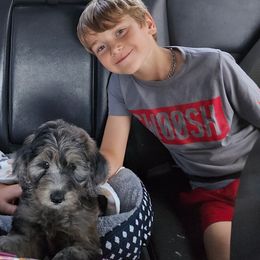 Titus (Aster) - Blue merle male Aussiedoodle puppy in Mc Minnville, Tennessee from WilderAcre