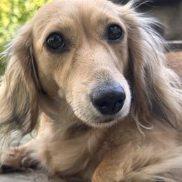 Sunny - Dachshund