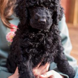 Blue - Black male Poodle puppy in Palmetto, Georgia from Renders Poodles