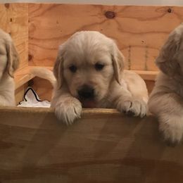 Golden Retrievers from Howards’ End Farm