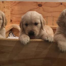 Golden Retrievers from Howards’ End Farm