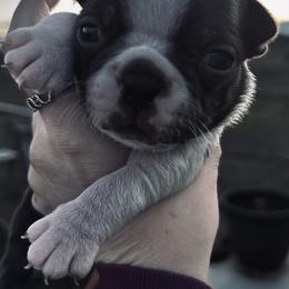 Bootsies red girl - Red female Boston Terrier puppy in Yakima, Washington from Barnett’s AKC Boston Terriers