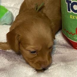 Bonnie long haired - Red female Dachshund puppy in Elizabethtown, Kentucky from Teeny Tiny Puppy Tails