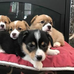Pembroke Welsh Corgis from Sterlings