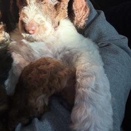 Loki - Parti male Poodle puppy in Plant City, Florida from Empire Poodles