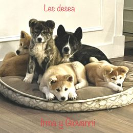 Maya - Japanese Akitainu