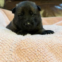 River - Sable female German Shepherd puppy in Ashland, Alabama from CzechDDR