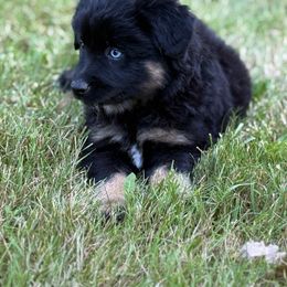 Saffron - Black male Miniature American Shepherd puppy in Brush Prairie, Washington from Hillside Haven Farms