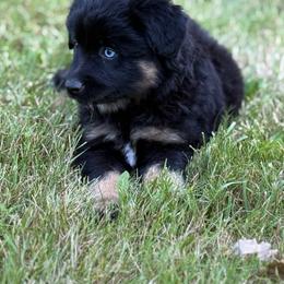 Saffron - Black male Miniature American Shepherd puppy in Brush Prairie, Washington from Hillside Haven Farms