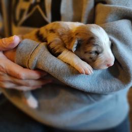 Border Collie Puppies from Bond Border Collies