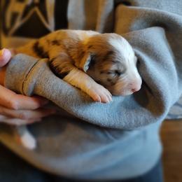 Border Collie Puppies from Bond Border Collies