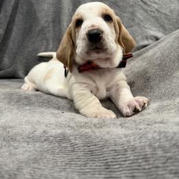 Kristoff - Lemon and white male Basset Hound puppy in Monterey, Tennessee from Southern Belles Bassets