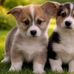 AKC Brown pup - Sable male Pembroke Welsh Corgi puppy in Summerfield, Florida from Promise Land Farm