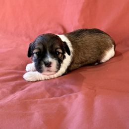 Girl 2 - Silver sable Havanese puppy in Anderson, South Carolina from Cralyn's