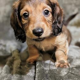 Fettuccine - Cream male Dachshund puppy in Salina, Kansas from Grove Grown Dachshunds